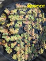 Red root floter - Image 2