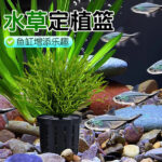 Aqua soil + busket - Image 3