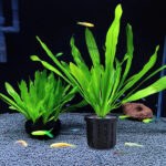 Aqua soil + busket - Image 4